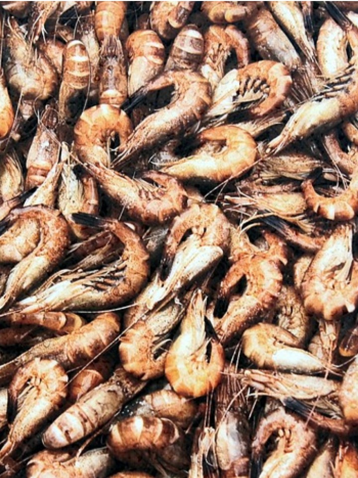 Billede: Dreigende overbevissing Noordzeegarnalen
